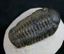Bargain Phacops Trilobite From Morocco #9251-1